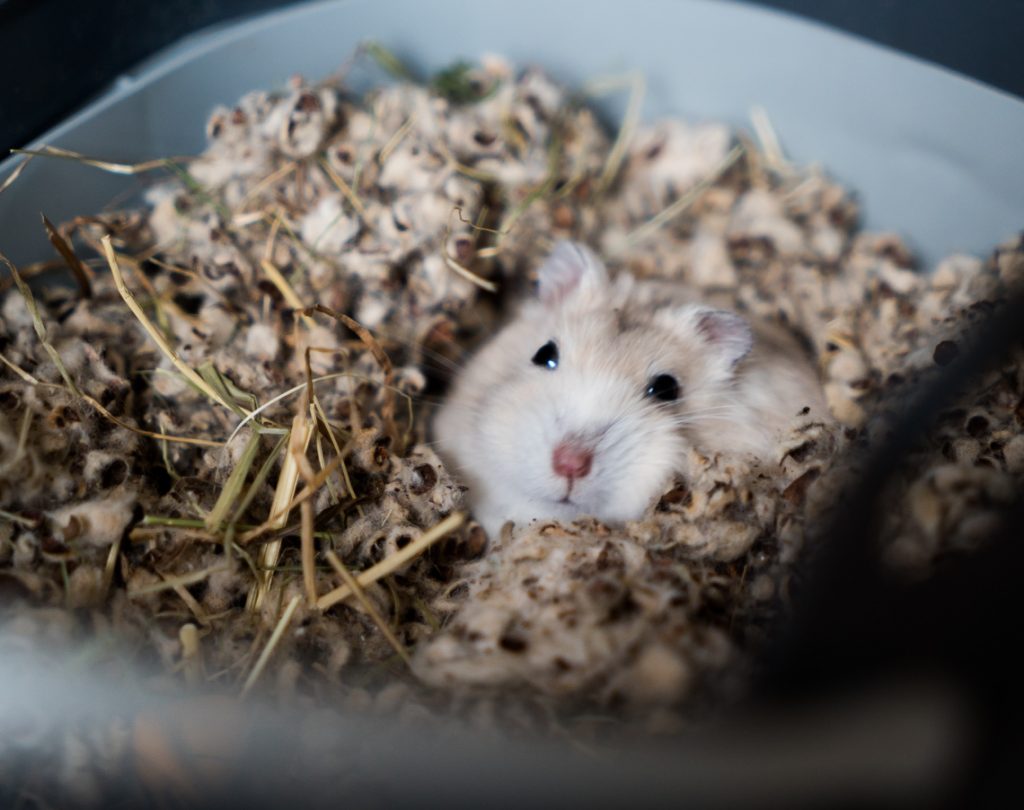 Can Hamsters Die of Stress? Bevwo