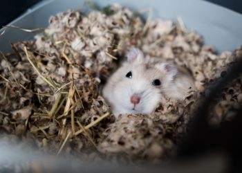 Can Hamsters Die of Stress?