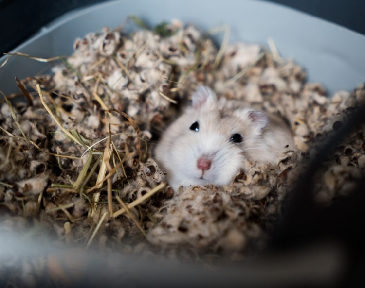 Can Hamsters Die of Stress?