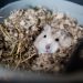 Can Hamsters Die of Stress?