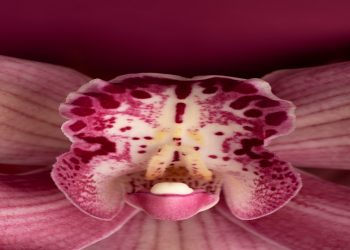 The Rise of Japanese Adult Toys: Why Canadians Are Turning to Onahole Station