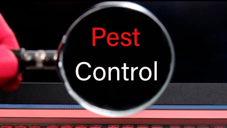 Best Pest Control Services for the Great Montreal Area