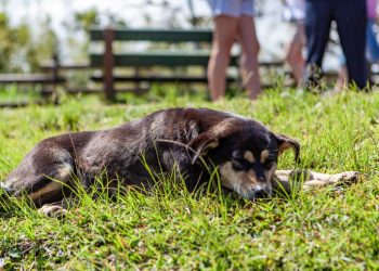 Do Dogs Get Tired of Barking?