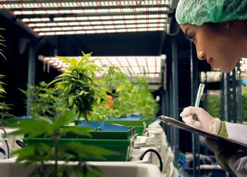 What is Hemp Biomass? What Can You Do With Hemp Biomass?