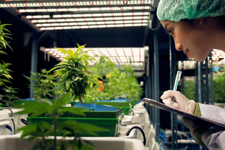 What is Hemp Biomass?  What Can You Do With Hemp Biomass?