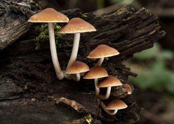 How To Focus On Work Using Mushrooms?