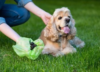 The Importance of Biodegradable Dog Poop Bags: A Sustainable Solution