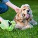 The Importance of Biodegradable Dog Poop Bags: A Sustainable Solution