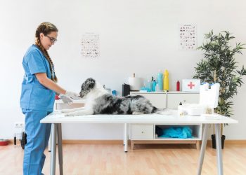 Veterinary Care for Your Pet: Ensuring Optimal Health and Wellness