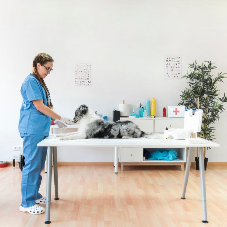 Veterinary Care for Your Pet: Ensuring Optimal Health and Wellness