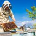 From Pesticides to Habitat Loss: Addressing the Key Challenges in Bee Protection