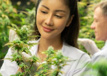 The Benefits of CBD for Dogs