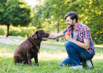 Loyal Companions: Dog Breeds Known for Bonding with One Person