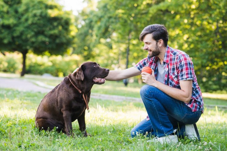 Loyal Companions: Dog Breeds Known for Bonding with One Person