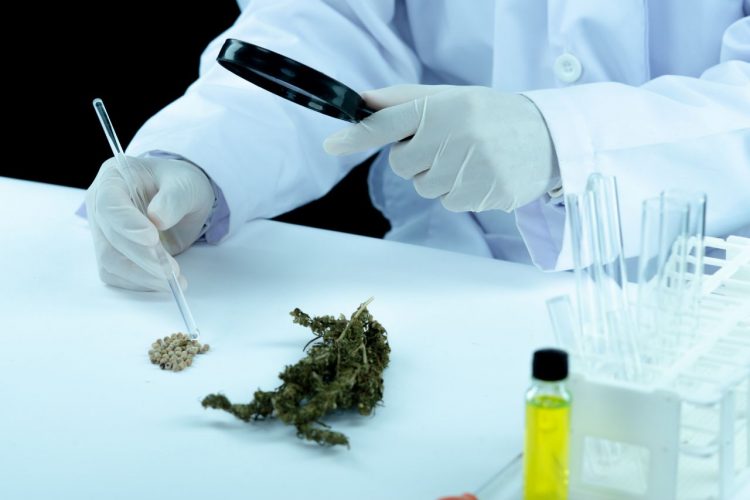 Unlock the Potential of Cannabis Marketing with an Expert Agency