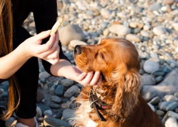 Dog Treats: 4 Benefits of Giving the Right One to Your Loved Pets