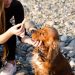 Dog Treats: 4 Benefits of Giving the Right One to Your Loved Pets