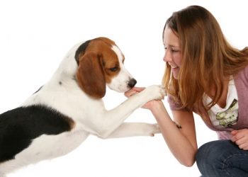 10 Fun Facts About Beagles