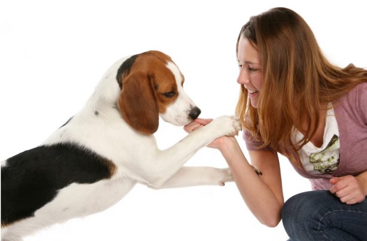 10 Fun Facts About Beagles