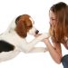 10 Fun Facts About Beagles