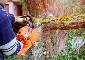 Choosing the Right Tree Removal Service: What to Look for in a Melbourne Arborist