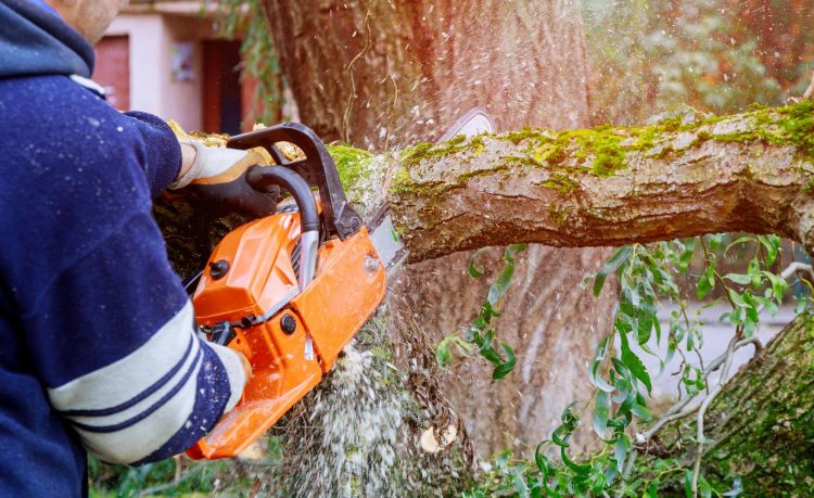 Choosing the Right Tree Removal Service: What to Look for in a Melbourne Arborist