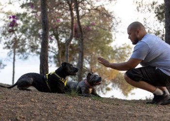 Understanding Rapid Breathing in Dogs with Closed Mouth