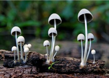 Mushroom Cultivation