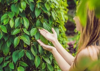 Red Bali Kratom: Benefits, Dosage, and Reviews