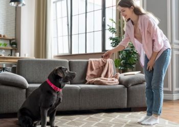 What You Should Know Before Purchasing A Black Labrador