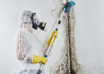 Beat the Mold Invasion! Mold Remediation vs. Mold Removal