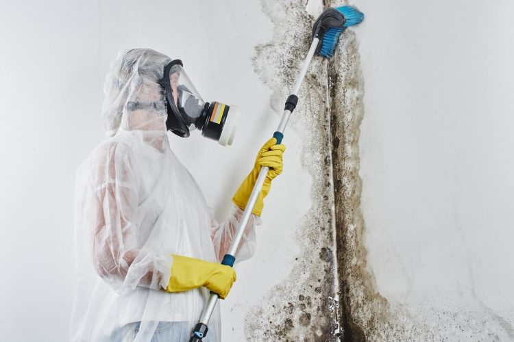 Beat the Mold Invasion! Mold Remediation vs. Mold Removal