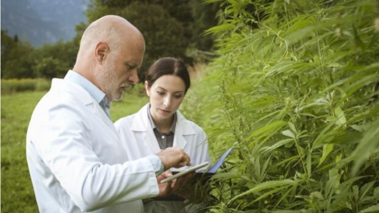 White Borneo Kratom Review: Personal Experiences and Notable Benefits