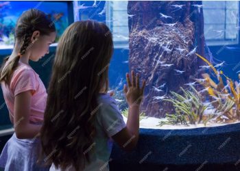 7 Reasons to Visit Baltimore’s National Aquarium
