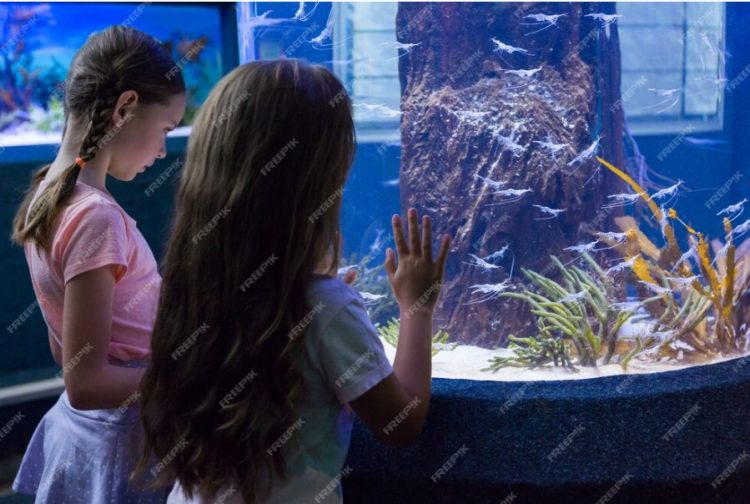7 Reasons to Visit Baltimore’s National Aquarium