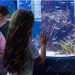 7 Reasons to Visit Baltimore’s National Aquarium