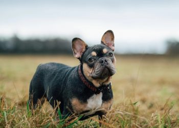 10 The Most Common Health Issues in French Bulldogs