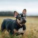 10 The Most Common Health Issues in French Bulldogs
