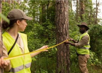 Uncover the Secrets to Hassle-Free Tree Removal in the Bay Area