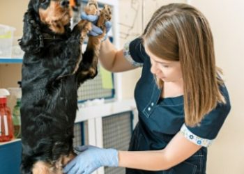 How to Start a Dog Washing Business: A Step-by-Step Guide