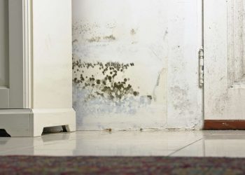 Safeguarding Your Haven: The Role of Reagan Environmental’s Mold Inspections for Homeowners in Houston, Texas