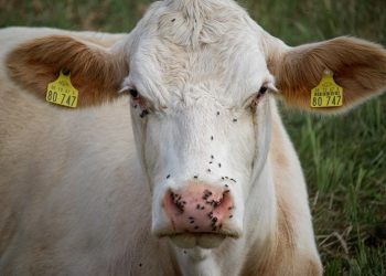 Why Do Cows Have Tags In Their Ears?