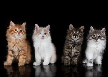 Popular Cat Breeds and Their Personality Traits
