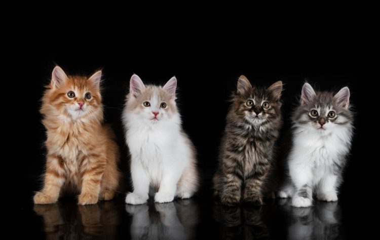 Popular Cat Breeds and Their Personality Traits