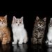 Popular Cat Breeds and Their Personality Traits