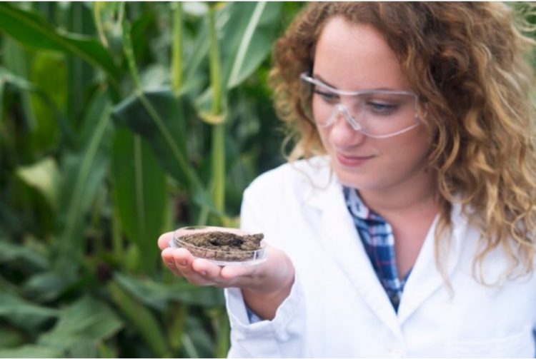 Exploring the Fascinating World of Mushroom Farm Supplies and the Enigmatic Pholita Microspora Mushroom Species 