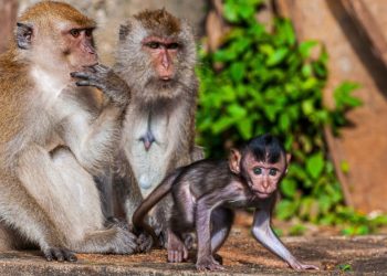 Best Gorilla Tours in Africa