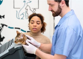 Pet Ownership: A Guide to Understanding and Caring for Your Cat