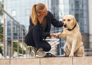 How to Choose the Right Dog Bite Lawyer for Your Case