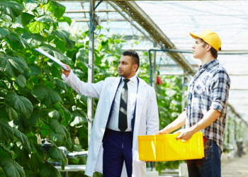 Hydroponics vs Aquaponics vs Aeroponics: A Comprehensive Comparison of Soilless Growing Systems